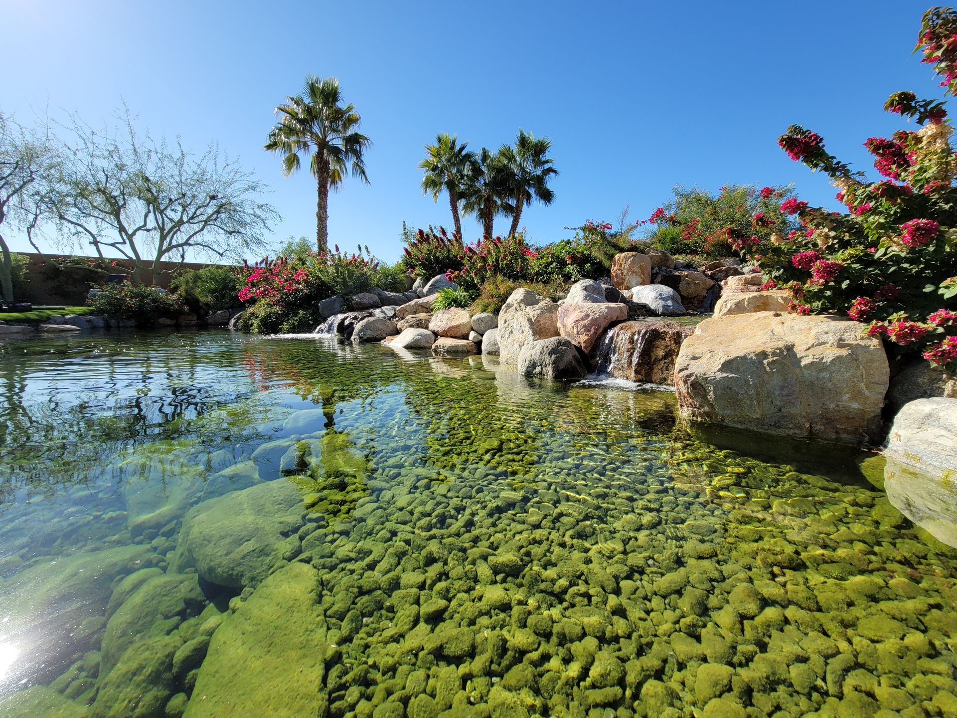 Water feature with rocks, palm trees, and flowering bushes under a blue sky.