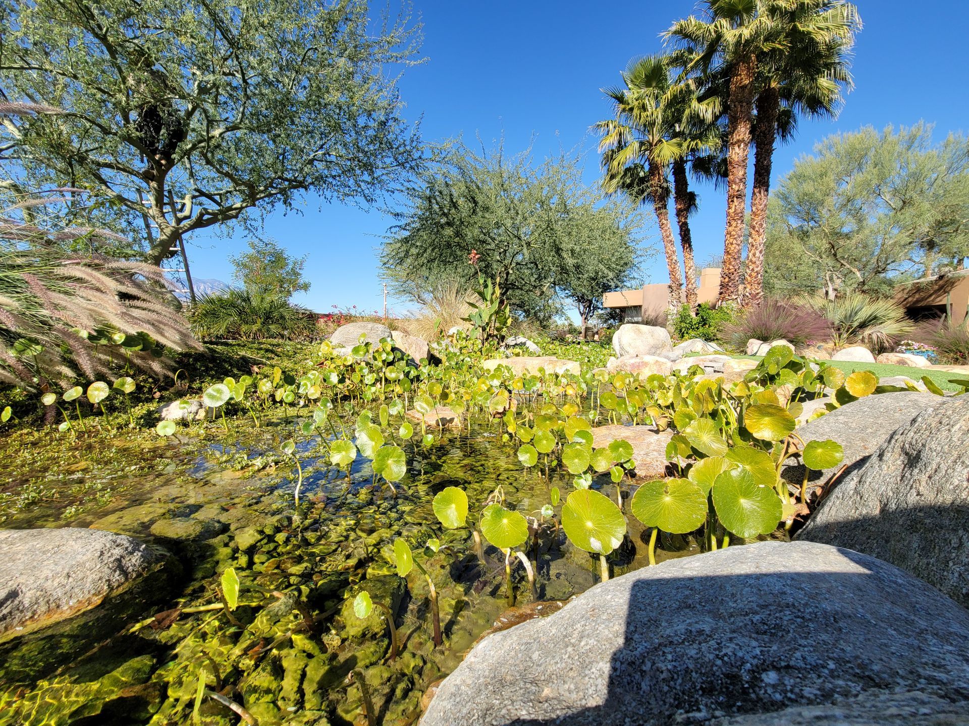 Pond with green aquatic plants, surrounded by large rocks, under a bright blue sky with palm trees.