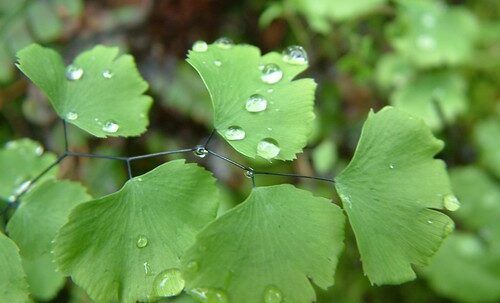 Close-up of a fern with small, rounded green leaves and water droplets.