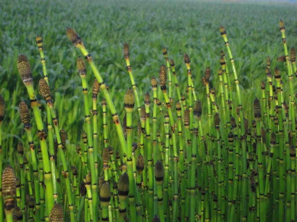 Green horsetail plants with dark-brown segmented tips growing in front of a green field.
