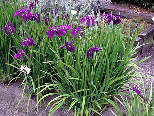 Purple Japanese iris flowers blooming in a garden bed with green, sword-like leaves.