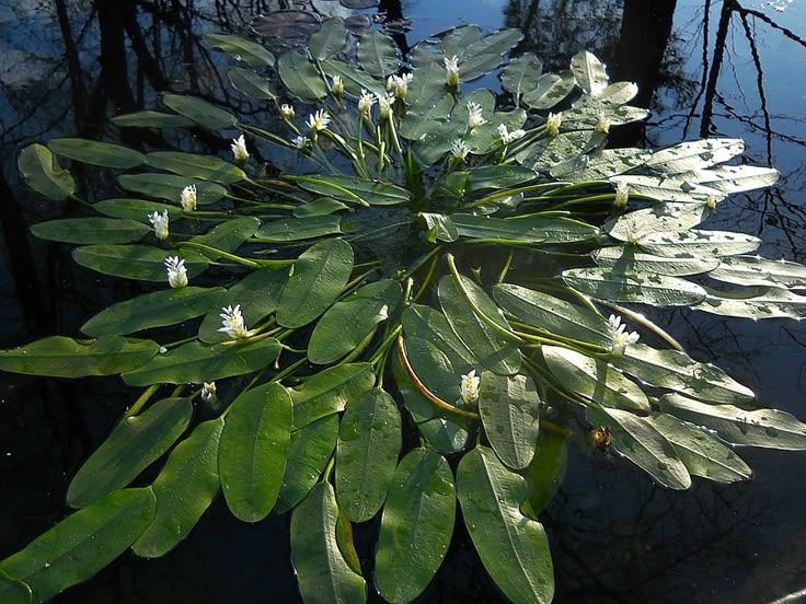A cluster of green, floating pond leaves and small white flowers on a water surface.