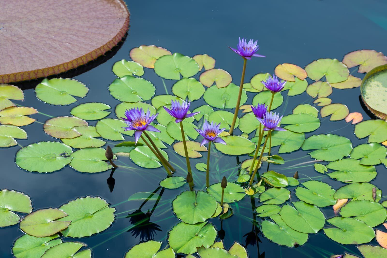 Purple water lilies bloom amid green lily pads on a pond.
