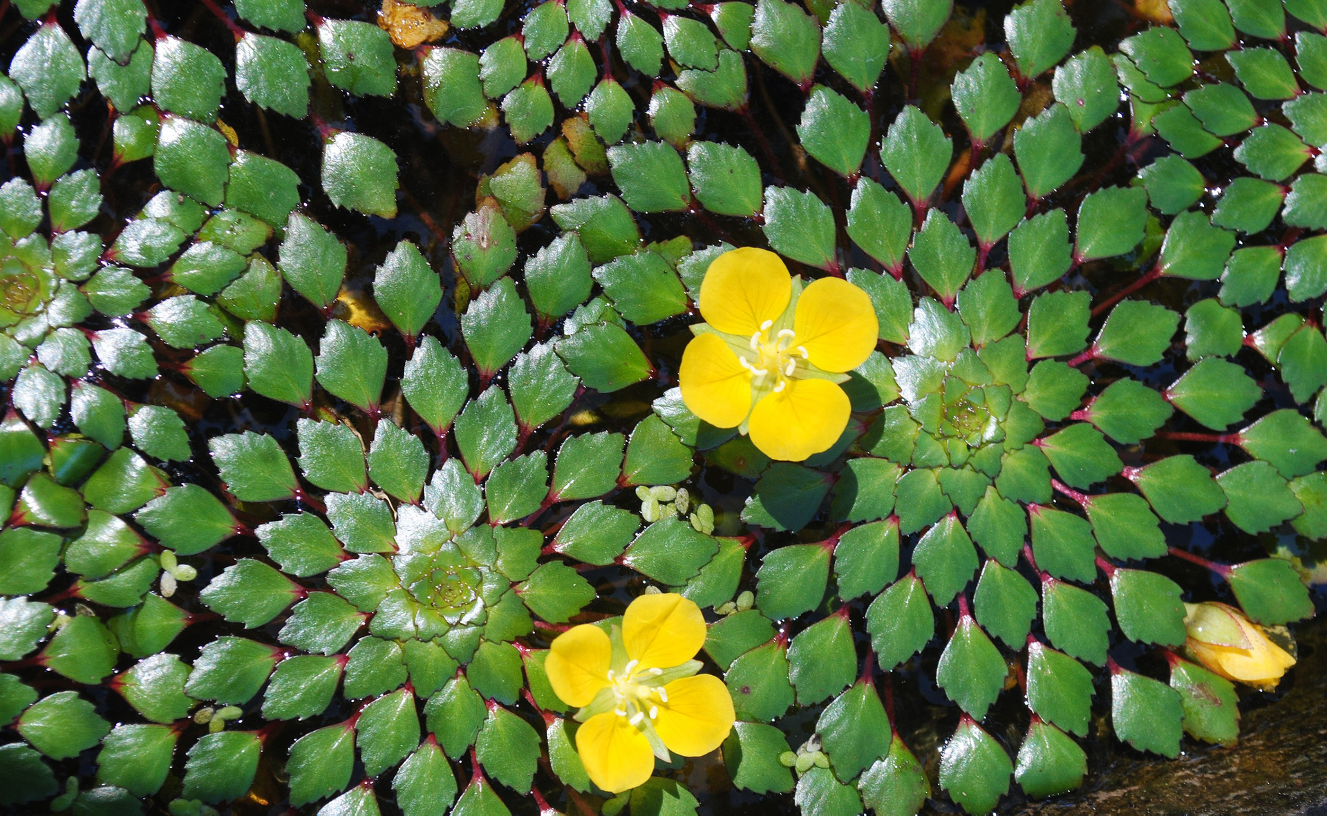 Green water plant with yellow flowers arranged in a circular pattern.