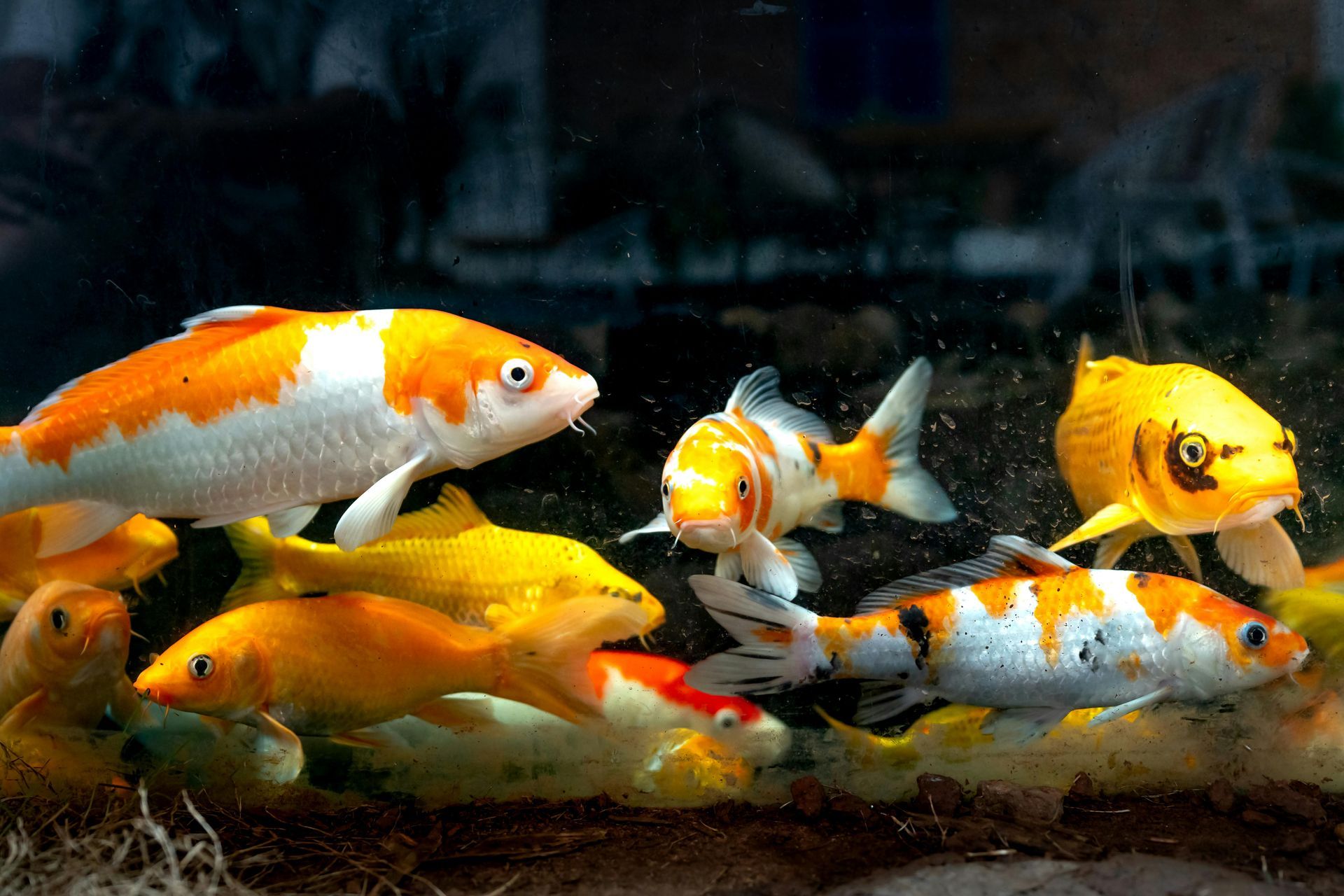 Koi in Ozone pond