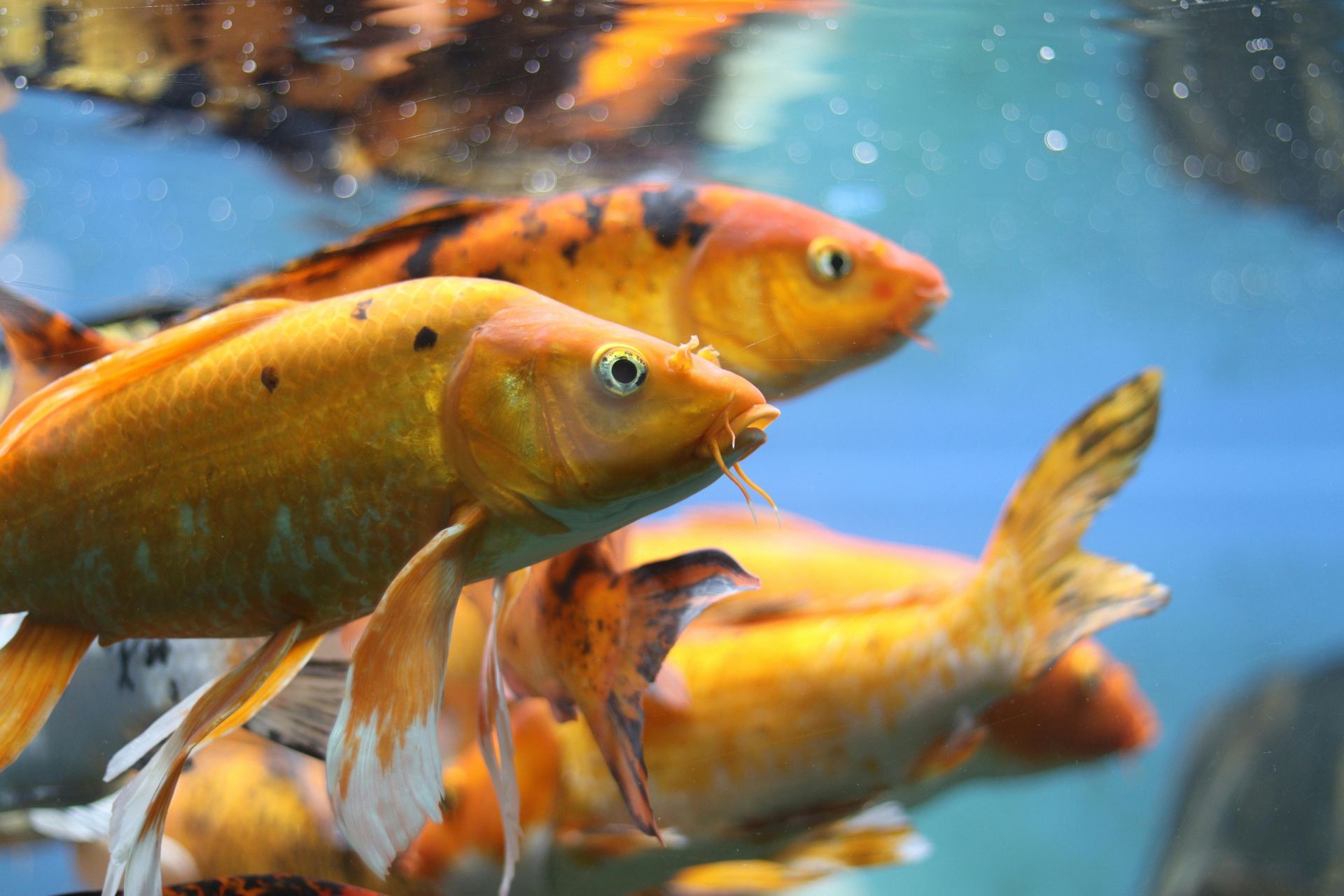 Orange and black koi fish swimming in a clear aquarium, some visible through the water.