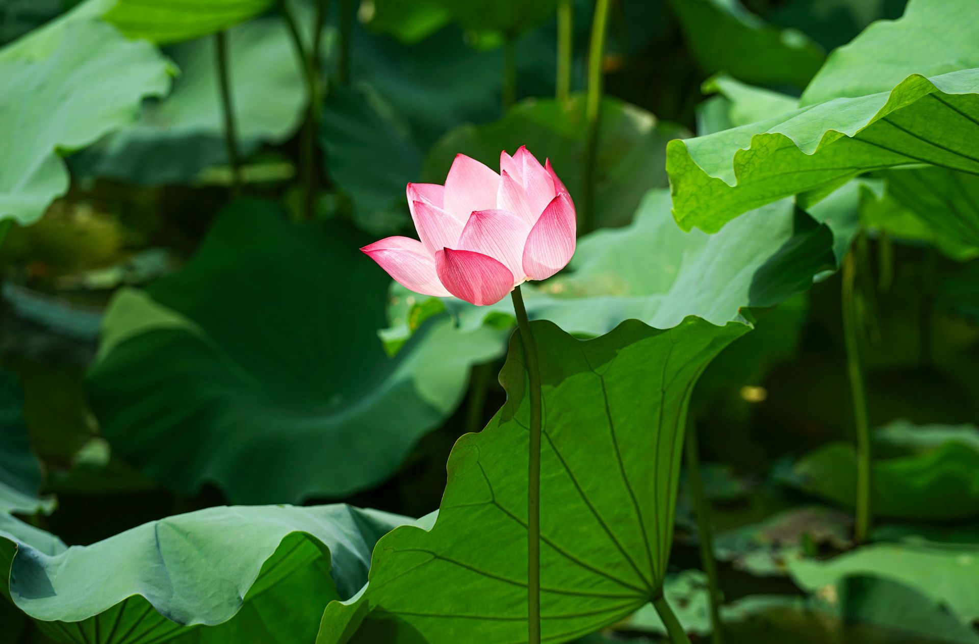 Pink lotus flower blooming among large green lily pads.