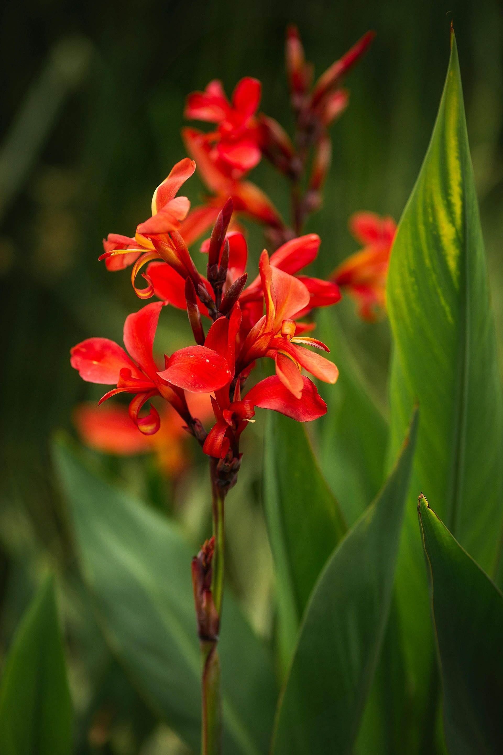 Red canna lilies with green leaves, growing outdoors.