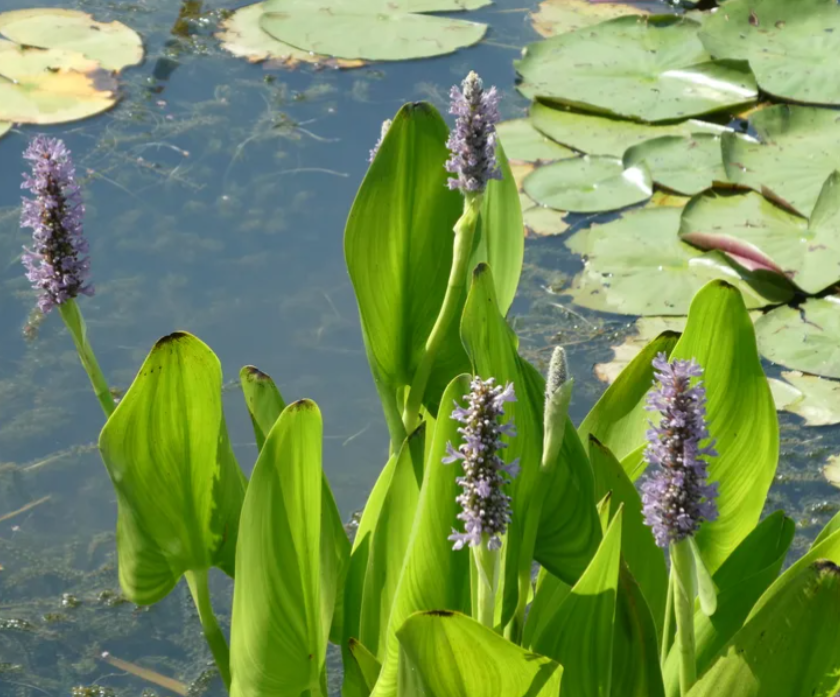 Purple flowers and green leaves emerge from water, with lily pads in the background.
