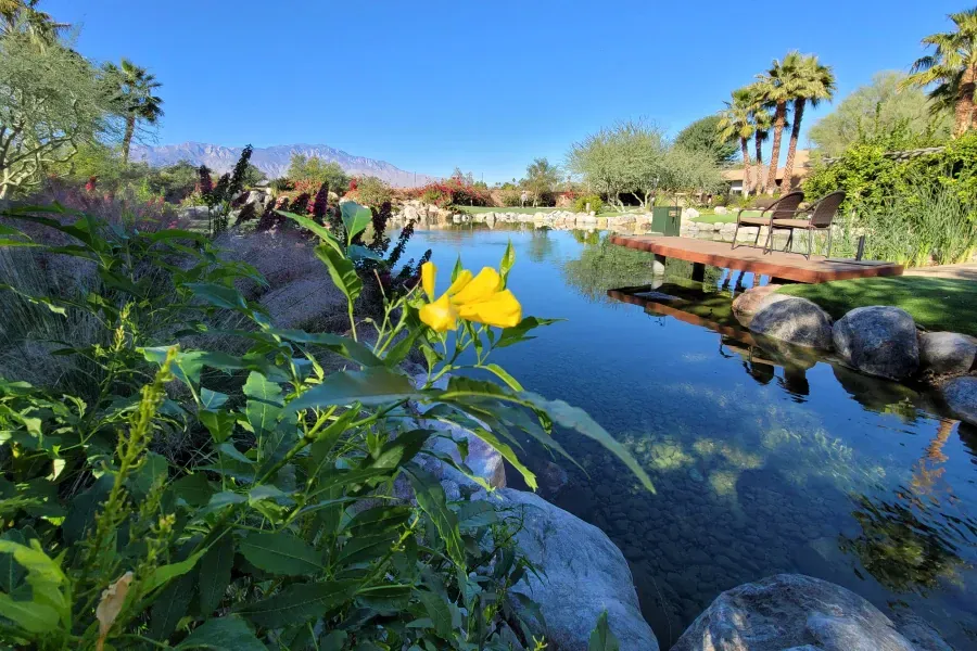 Yellow flower blooms by a calm pond with reflections of trees and sky; mountains in the distance.