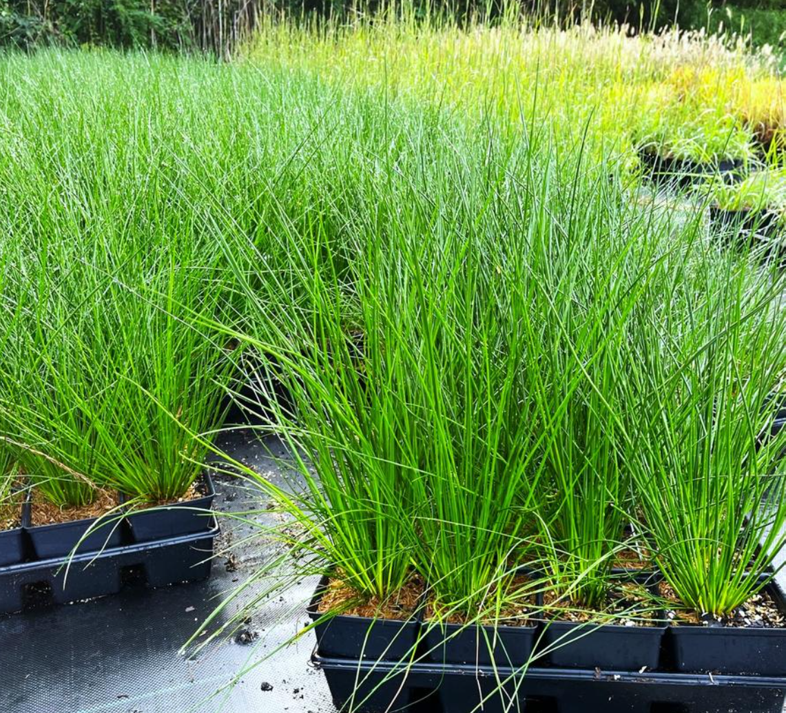 Green grass plants in black plastic trays, in a sunny outdoor setting.