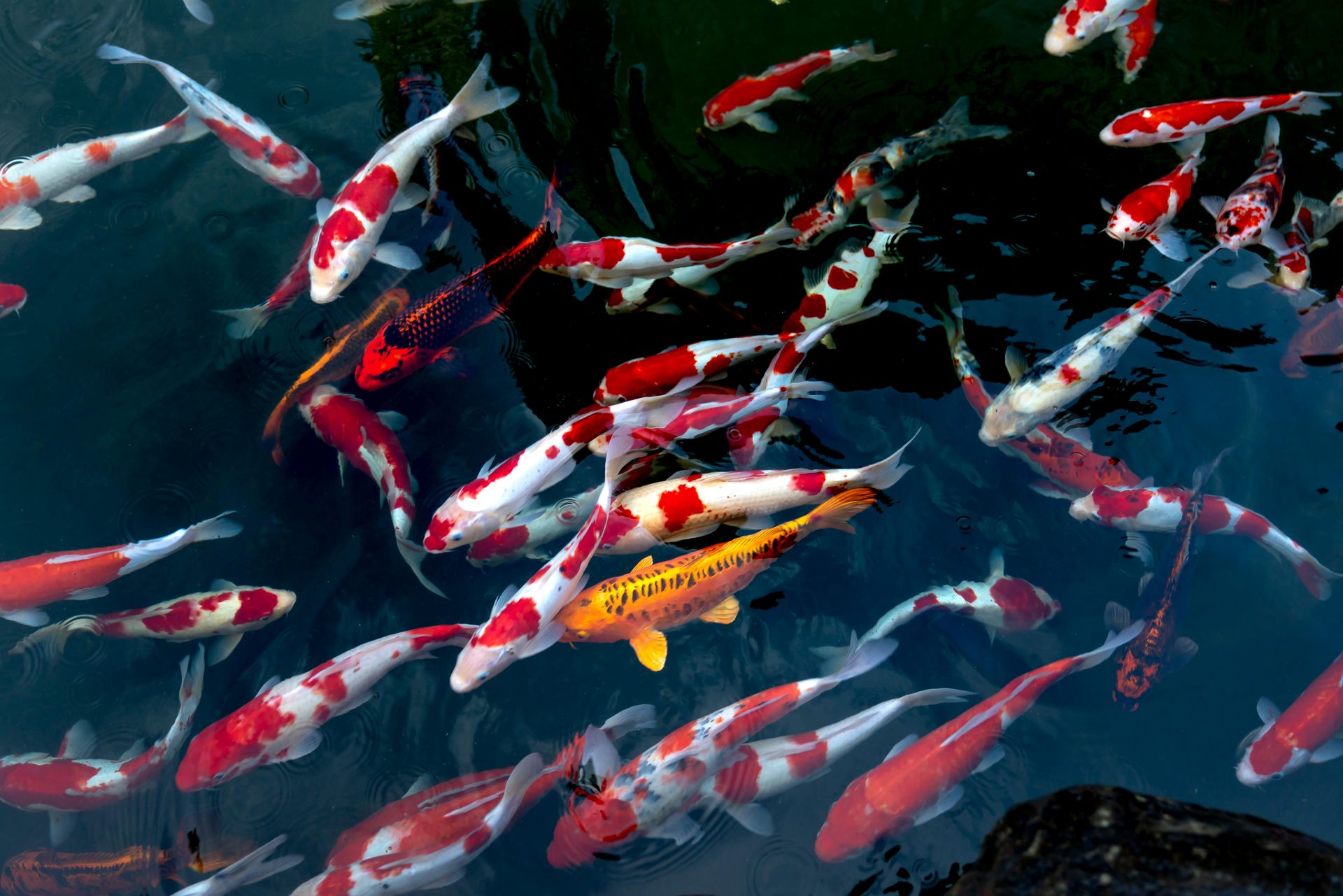 Common Koi and Pond Fish Health Problems