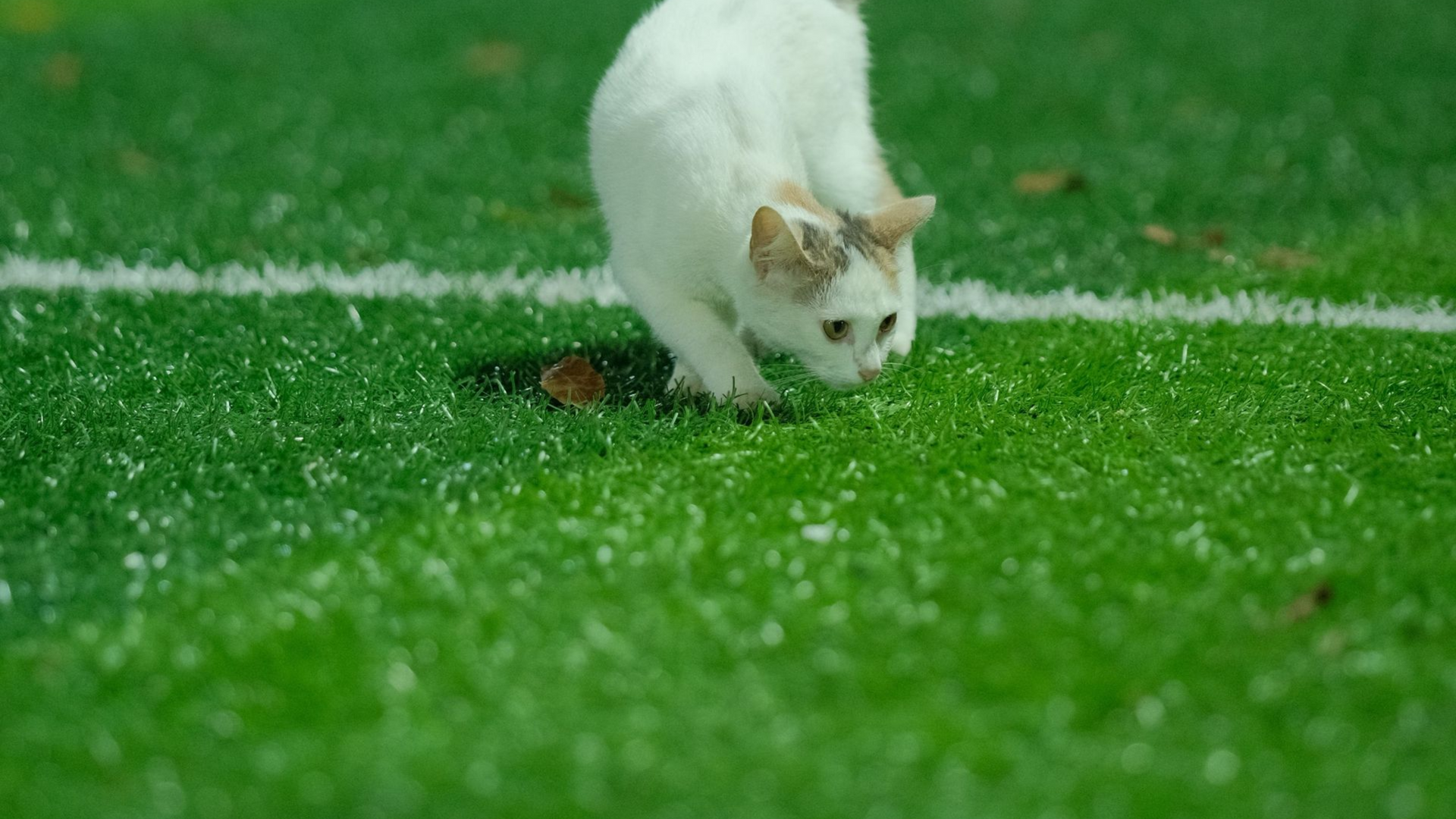 White cat crouching low on green grass near a white field line