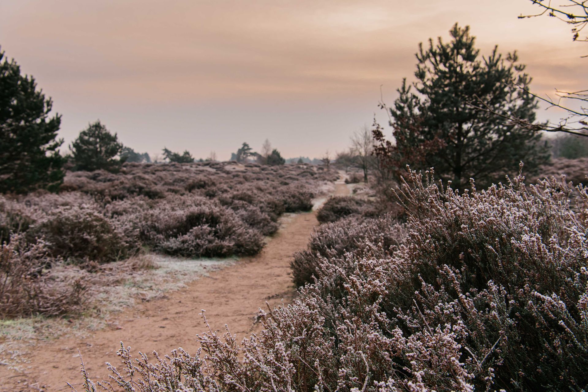 Leusden heide