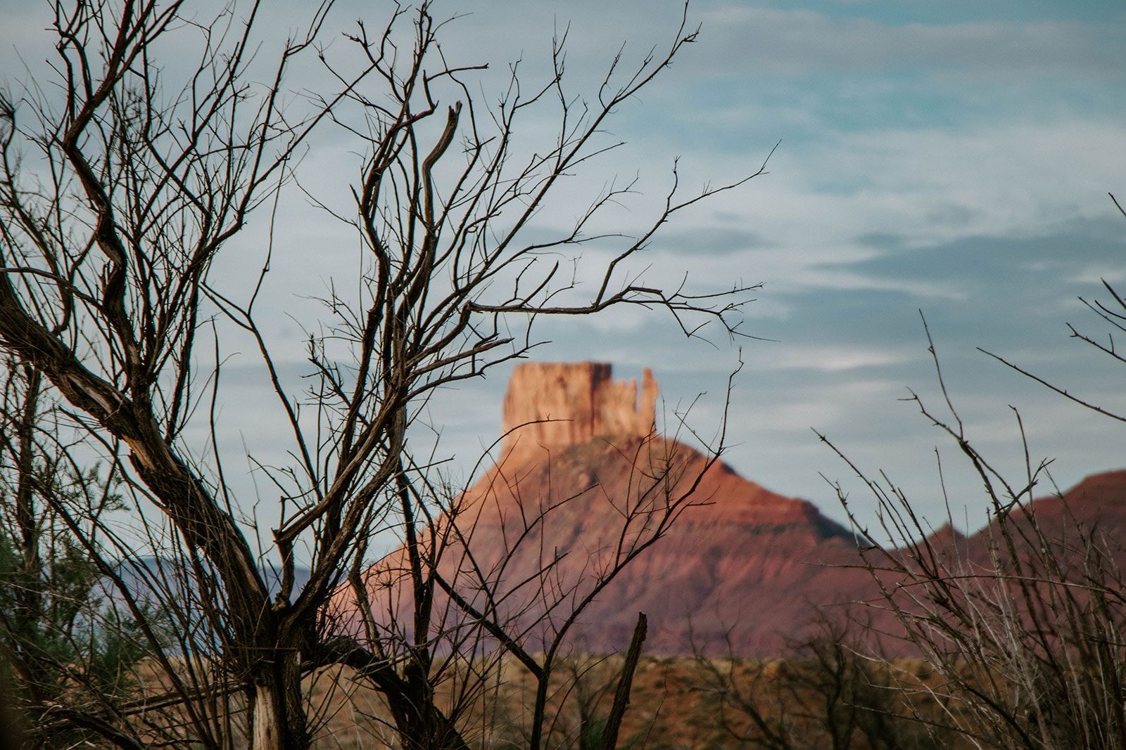 A mountain is visible through the branches of a tree.