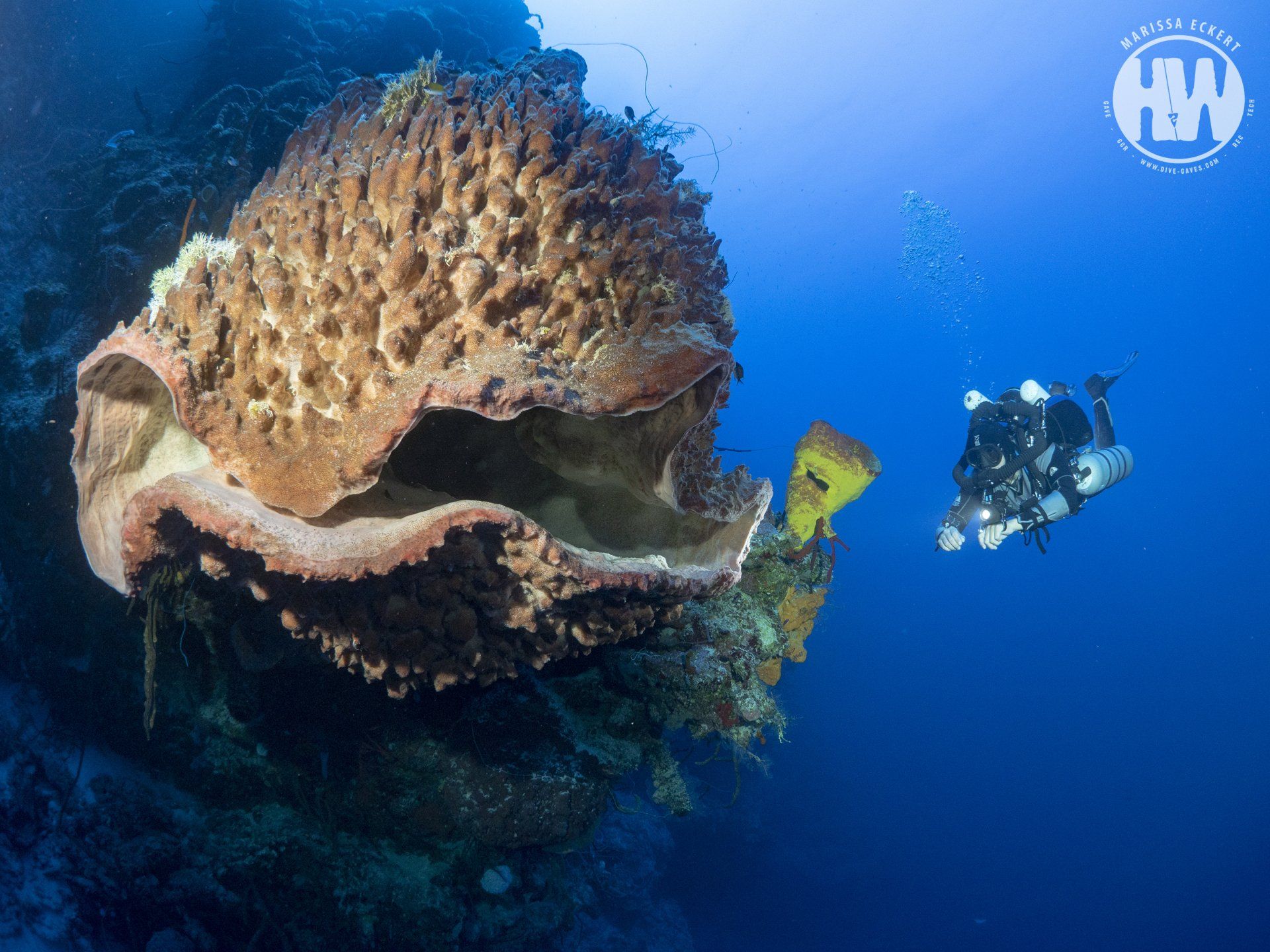 Scuba diver at sea reef surface