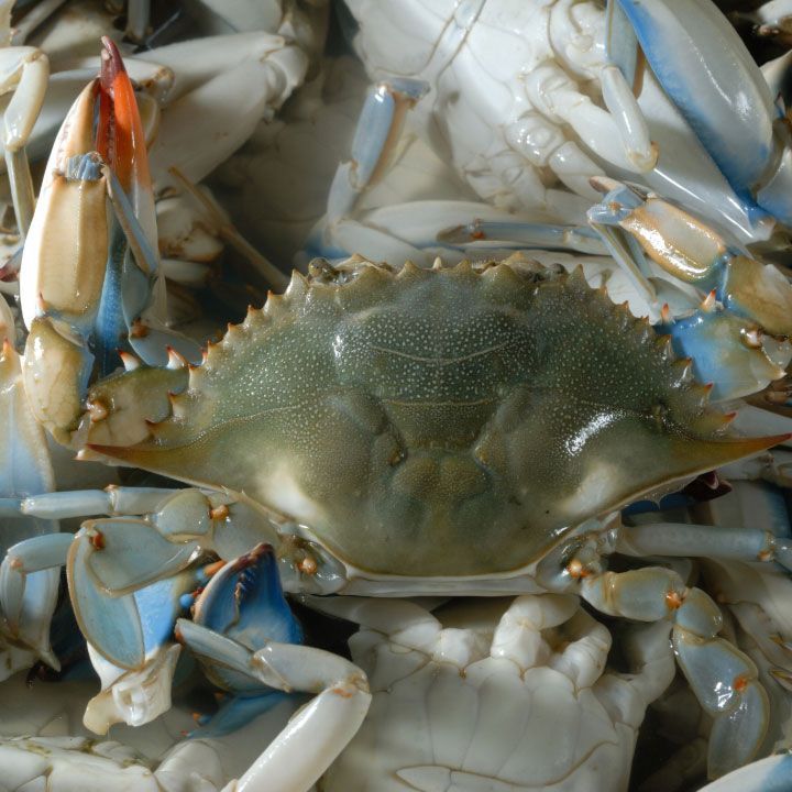 PESCADERÍA MUÑOZ - Pulpo