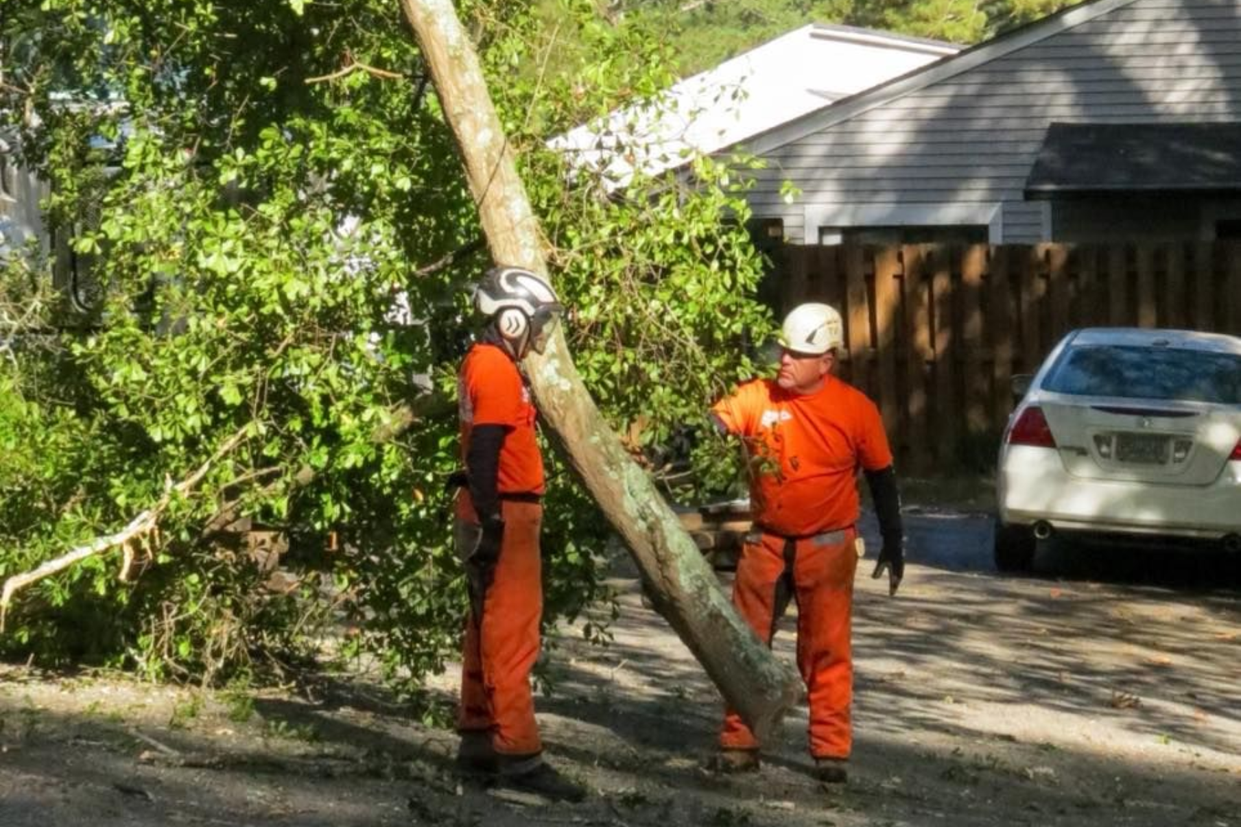 Two workers in orange safety gear stand outdoors near a fallen tree, communicating with each other.