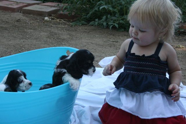 A little girl is playing with two puppies in a blue tub