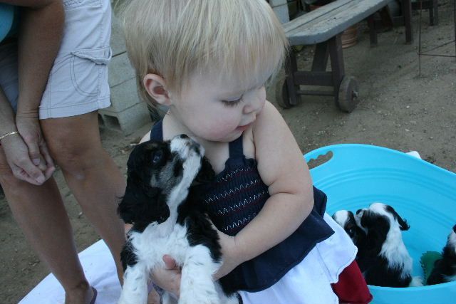 A little girl is holding a black and white puppy