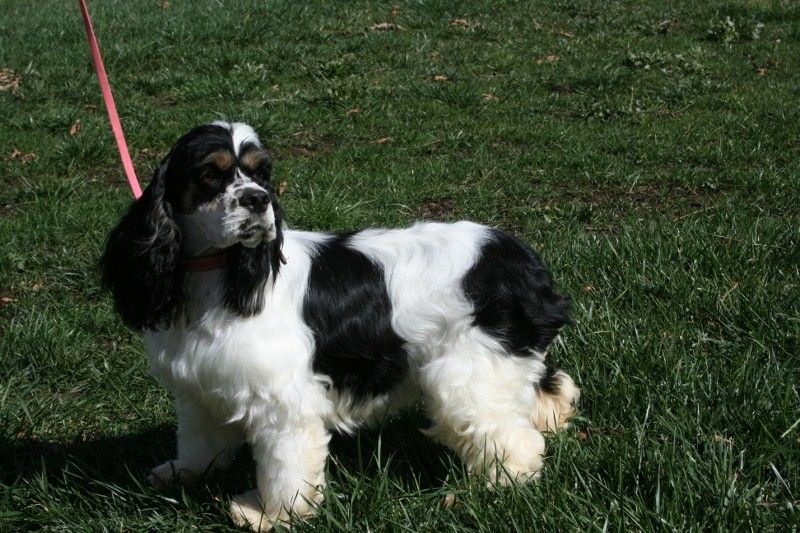 A black and white cocker spaniel is standing in the grass on a leash.