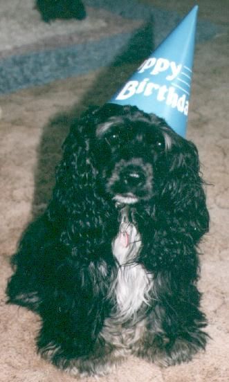 A black Cocker Spaniel wearing a blue birthday hat