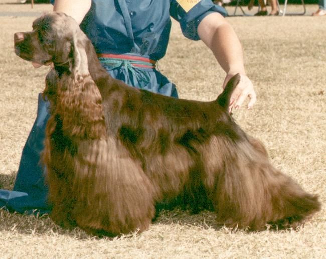 A woman is kneeling down next to a brown dog