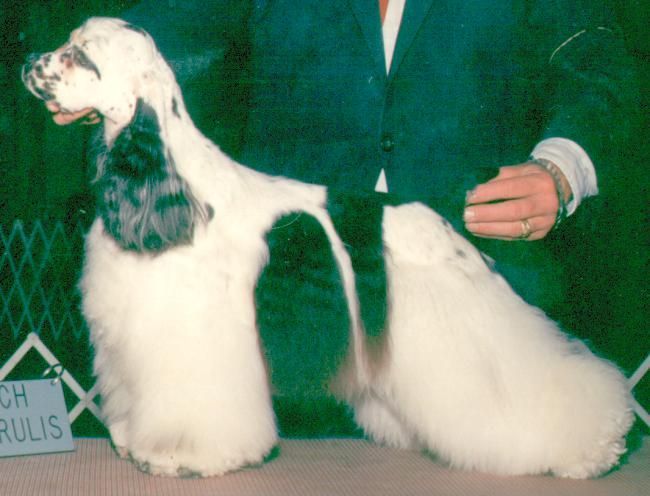 A man in a suit is standing next to a black and white cocker spaniel.