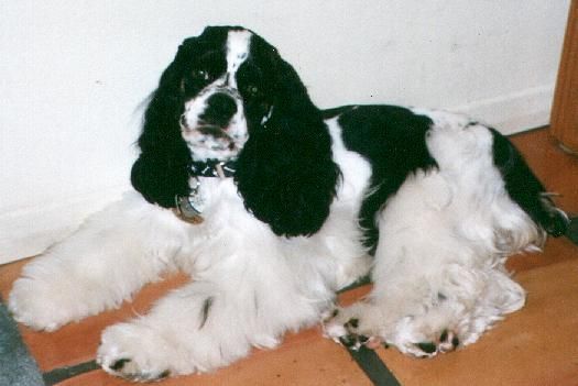 A black and white cocker spaniel is laying on the floor