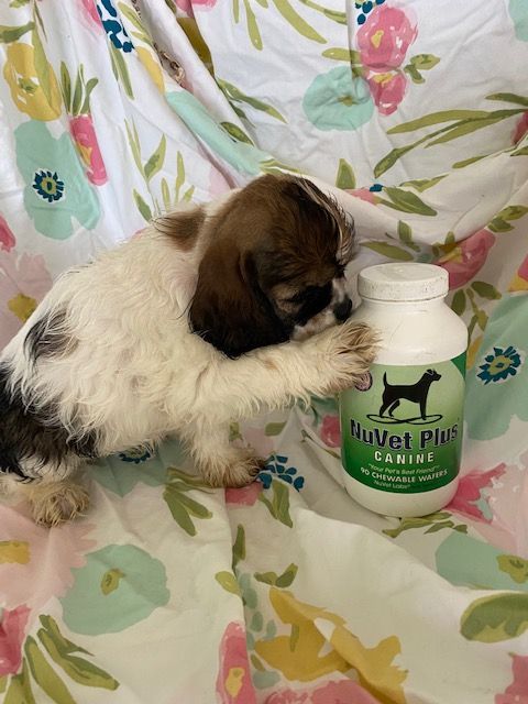 A Cocker Spaniel puppy is playing with a bottle of nuvet plus canine powder.