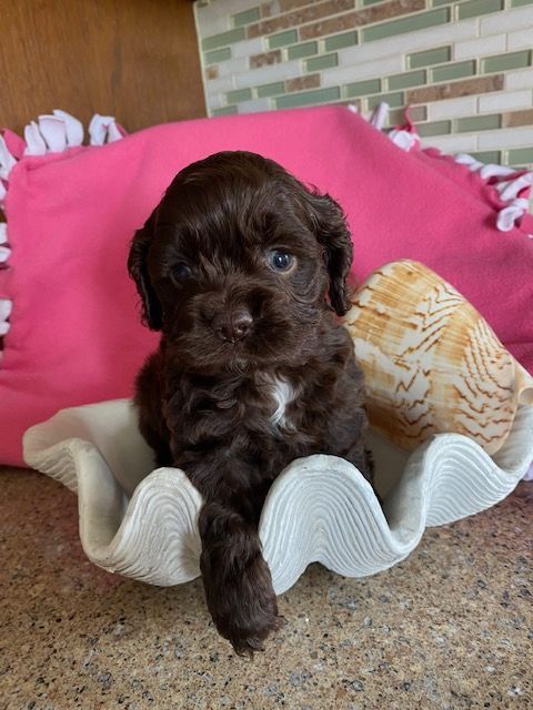 A small brown Cocker Spaniel puppy is sitting in a shell on a counter.