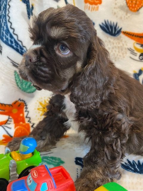 A brown cocker spaniel puppy laying on a blanket next to a toy truck