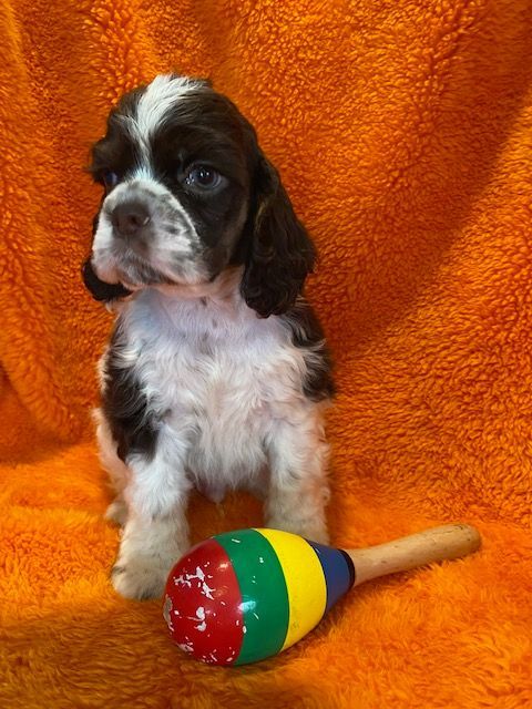 A cocker spaniel puppy is sitting next to a colorful maraca on an orange blanket.