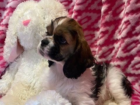 A brown and white Cocker Spaniel puppy is laying next to a stuffed bunny on a pink blanket.
