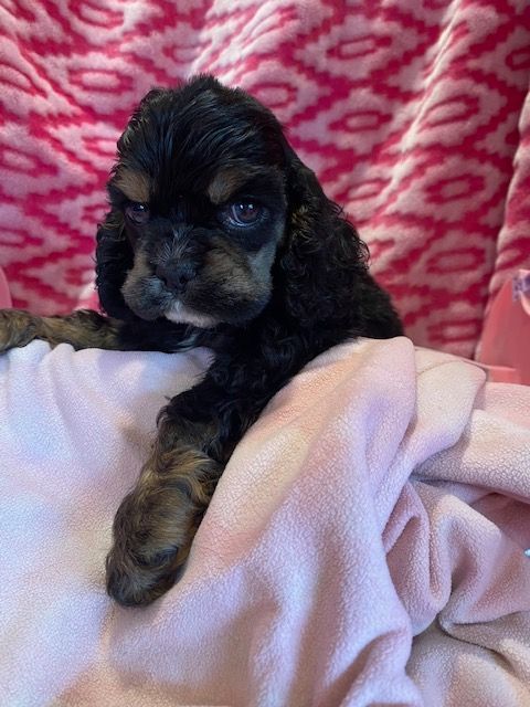 A cocker spaniel puppy is laying on a pink blanket.