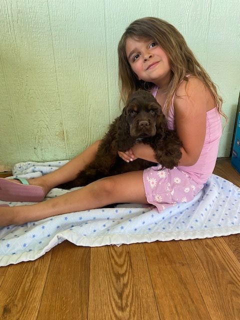 A girl holding a brown Cocker Spaniel spaniel.