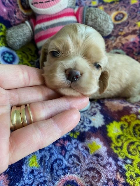 A Cocker Spaniel person is holding a puppy in their hand next to a stuffed animal.