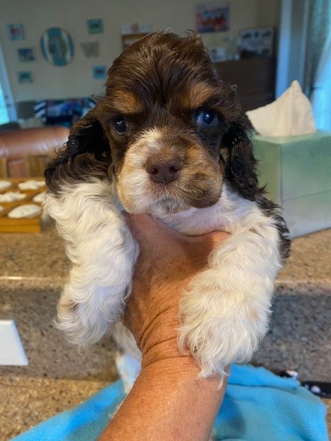 A Cocker Spaniel person is holding a brown and white puppy in their hand.