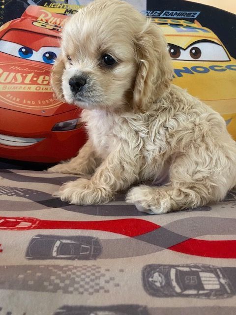 A Cocker Spaniel puppy is laying on a blanket with cars on it