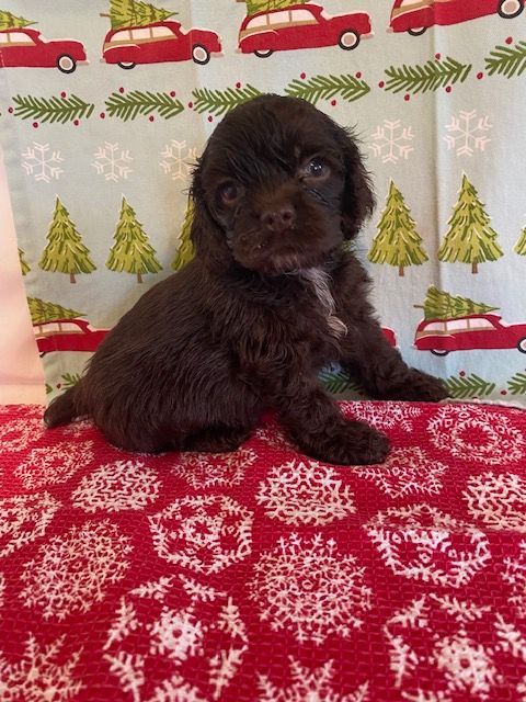 A small brown Cocker Spaniel puppy is sitting on a christmas blanket