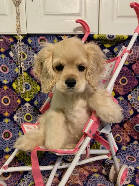 A Cocker Spaniel puppy is sitting in a pink stroller