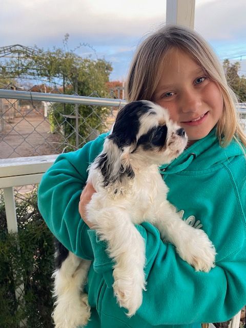 A little girl is holding a black and white Cocker Spaniel puppy in her arms.