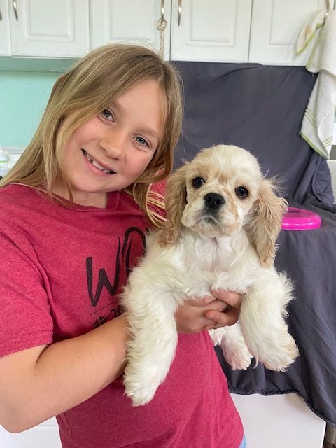A little girl is holding a Cocker Spaniel puppy in her arms.