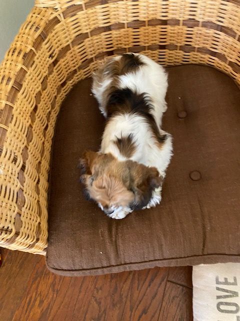 Two Cocker Spaniel puppies are sleeping in a wicker chair