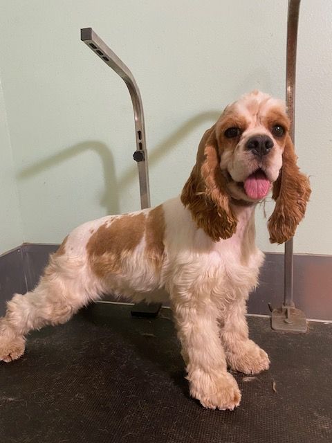 A brown and white cocker spaniel with its tongue hanging out