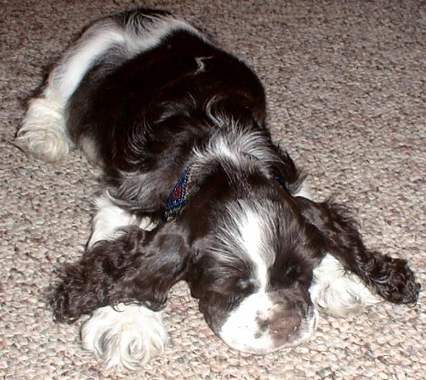 A black and white Cocker Spaniel is laying on its back on a carpet