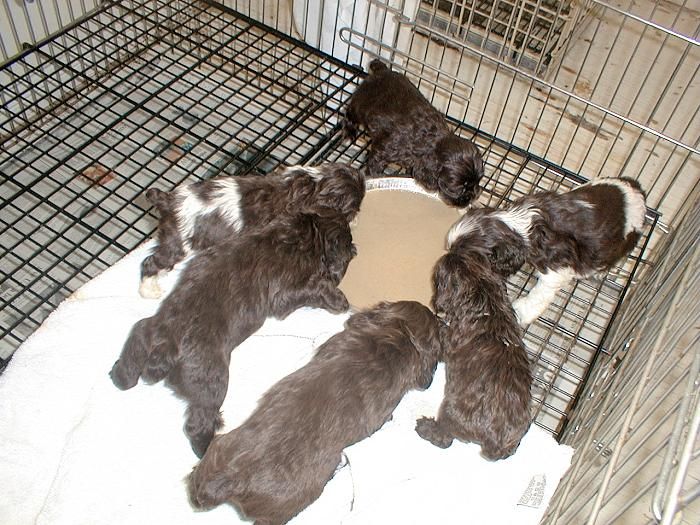 A group of brown and white Cocker Spaniel puppies are laying in a cage