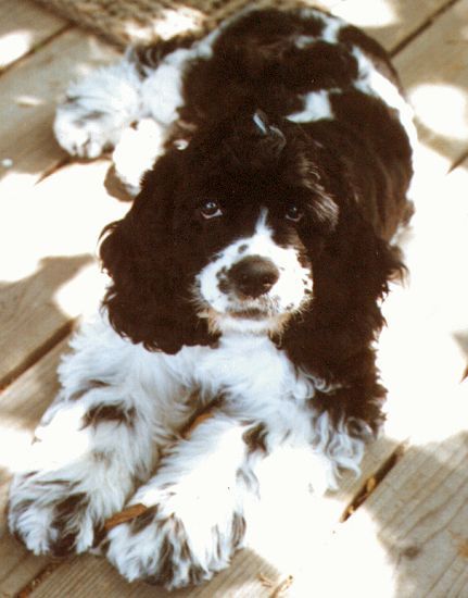 A brown and white cocker spaniel puppy laying on a wooden deck