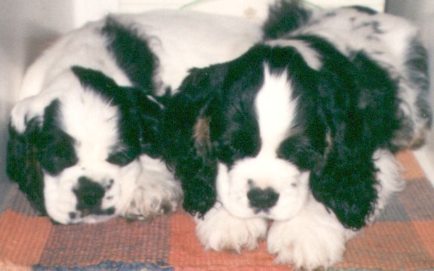 Two black and white Cocker Spaniel puppies are laying next to each other