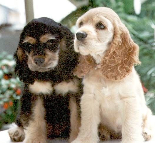 Two cocker spaniel puppies are sitting next to each other.